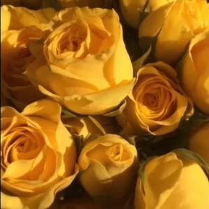 Meet your Posher, Alexus